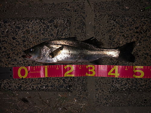 シーバスの釣果