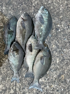 オナガグレの釣果