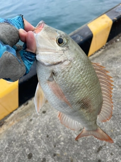 マトフエフキの釣果