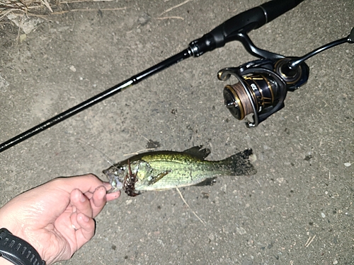 ラージマウスバスの釣果