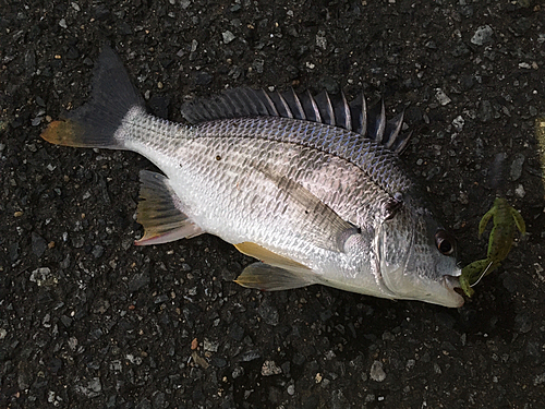 キビレの釣果