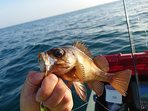 アカメバルの釣果