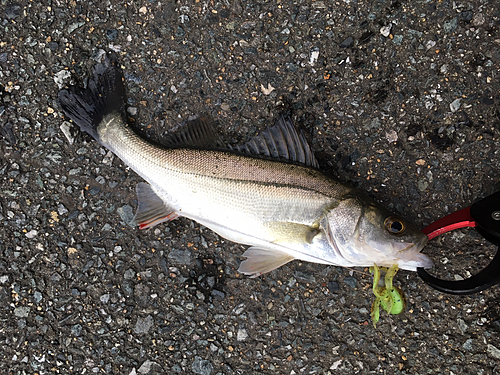 セイゴ（マルスズキ）の釣果