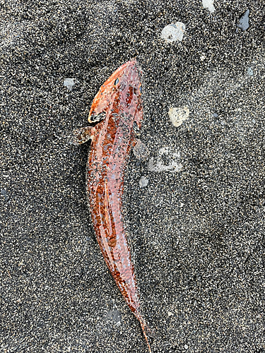 エソの釣果