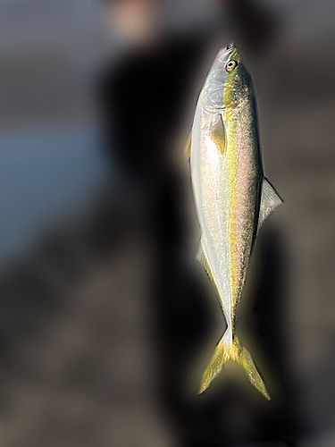 ブリの釣果