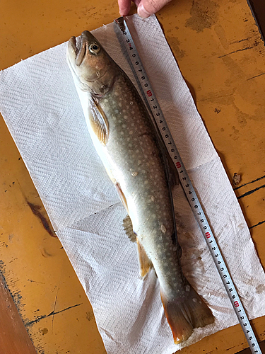 イワナの釣果