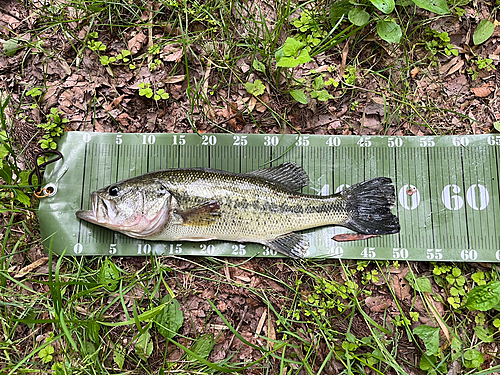 ブラックバスの釣果