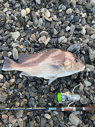 コショウダイの釣果