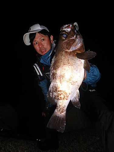 メバルの釣果