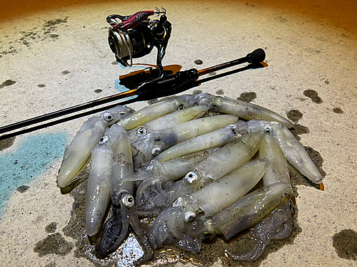 マメイカの釣果