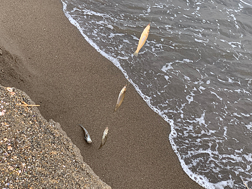 キスの釣果