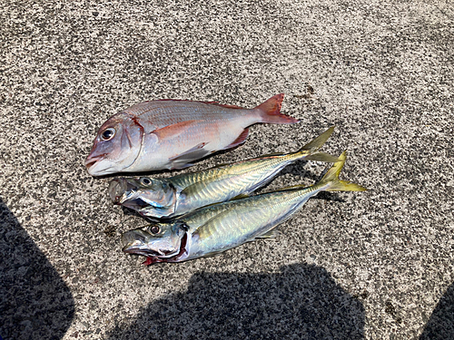 チダイの釣果