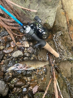 エゾイワナの釣果