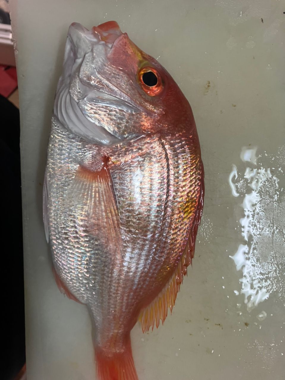 おばちゃんだって釣りしたいさんの釣果 1枚目の画像