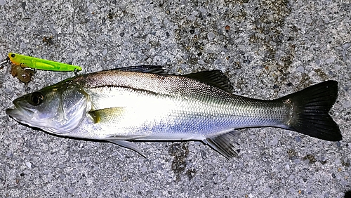 シーバスの釣果