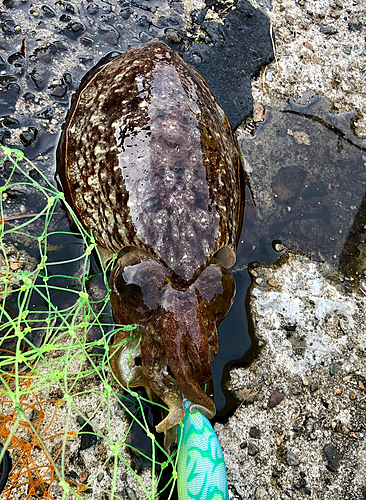 コウイカの釣果