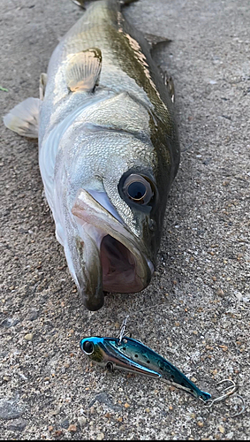 マルスズキの釣果