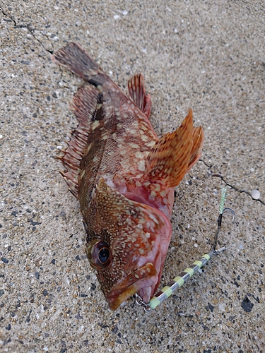 アラカブの釣果