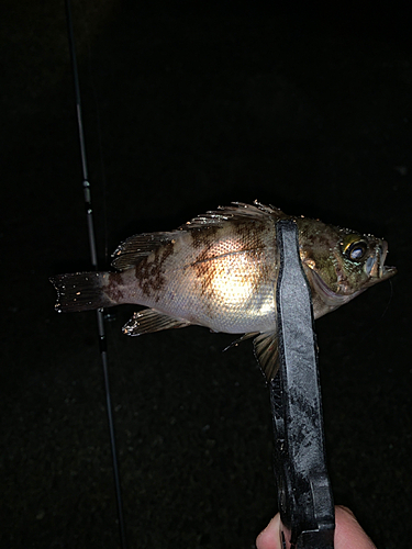 シロメバルの釣果