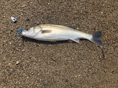 スズキの釣果