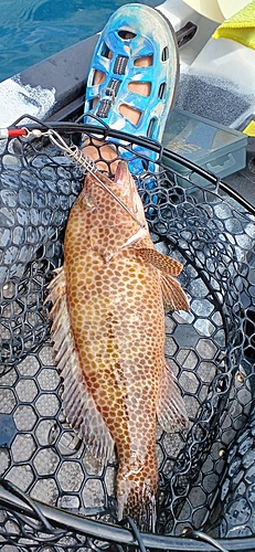 オオモンハタの釣果