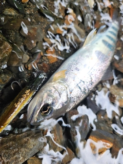 アマゴの釣果