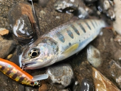 アマゴの釣果