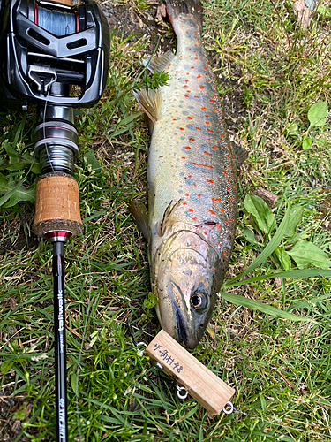 アマゴの釣果