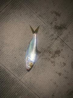 コノシロの釣果