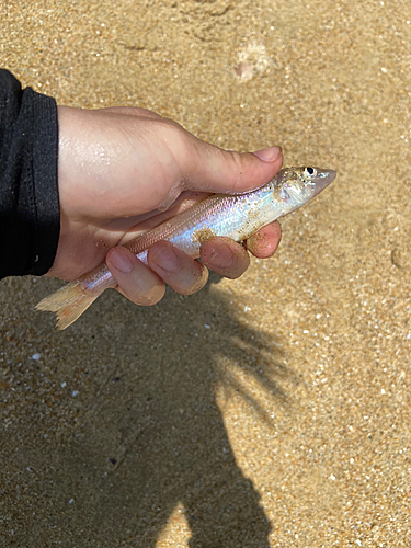 キスの釣果