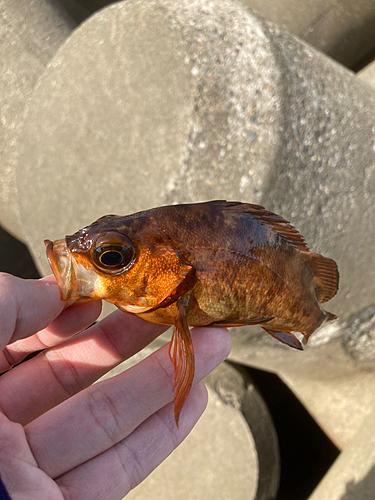 メバルの釣果