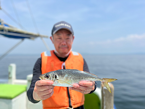 マアジの釣果