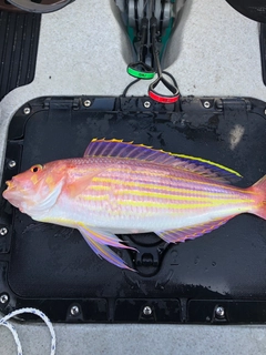 イトヨリダイの釣果