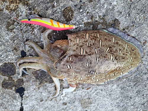 モンゴウイカの釣果