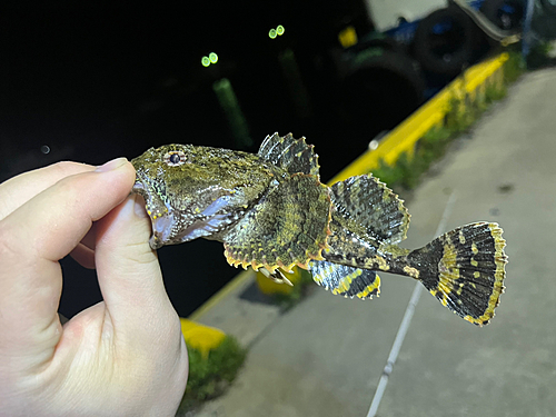 ギスカジカの釣果