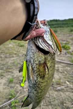 スモールマウスバスの釣果