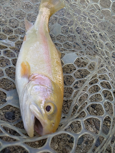 ニジマスの釣果