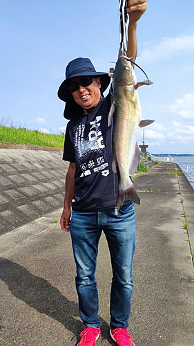 アメリカナマズの釣果