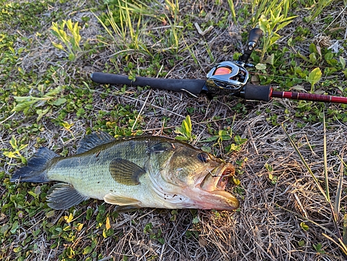 ブラックバスの釣果