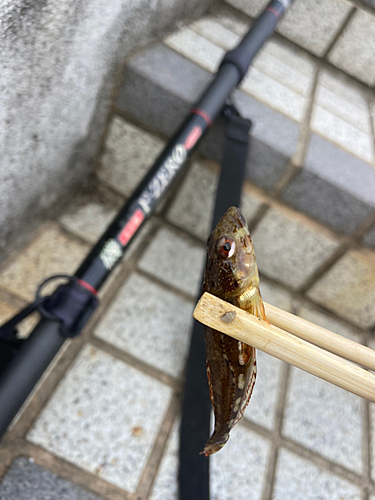 アサヒアナハゼの釣果