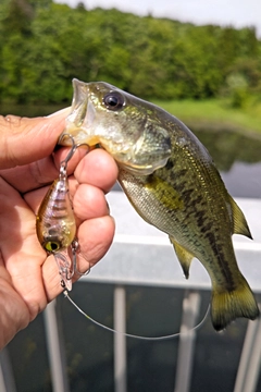 ラージマウスバスの釣果