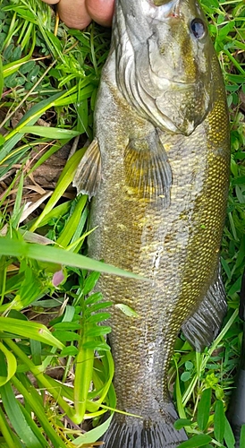 スモールマウスバスの釣果