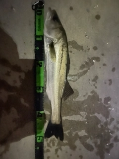 セイゴ（マルスズキ）の釣果