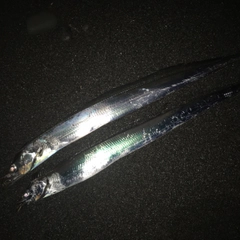 タチウオの釣果