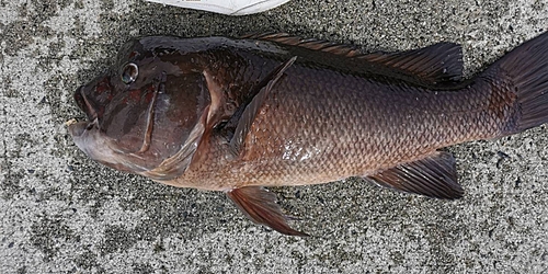 コブダイの釣果