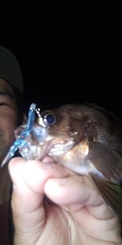 シロメバルの釣果