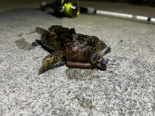 ニジカジカの釣果