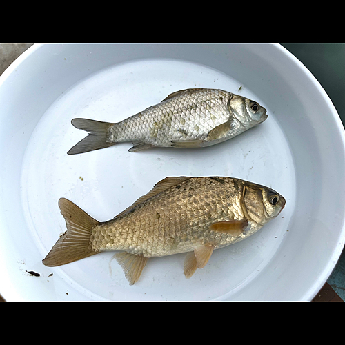 ヘラブナの釣果