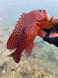 ユカタハタの釣果