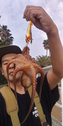 タコの釣果